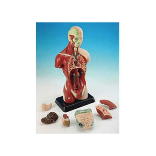 Edu-Toys - Human Anatomy Model - 27cm - 8 Pieces